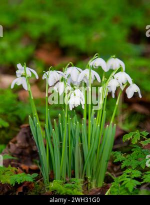 Ein Klumpen von Schneeglöckchen (Galanthus nivalis), der wild in einem Wald in Lytham, Lancashire, großbritannien, wächst Stockfoto