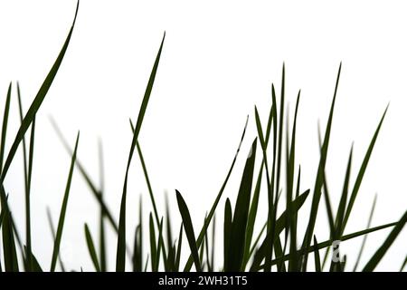 Silhouette grüner grasweißer Hintergrund Stockfoto