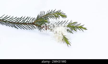 Blätter und Blüten des Teebaums (Melaleuca alternifolia) auf weißem Hintergrund Stockfoto