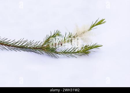 Blätter und Blüten des Teebaums (Melaleuca alternifolia) auf weißem Hintergrund Stockfoto