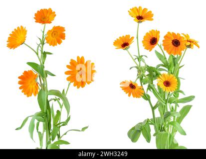 Büsche von orange Ringelblume Blumen Hintergrund. Auf weiß Isoliert Stockfoto