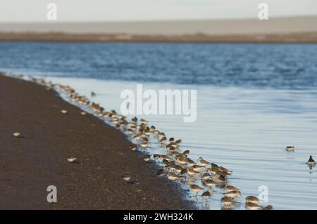 Halbpalmierter Sandpiper Calidris pusilla 1002 Gebiet des Arctic National Wildlife Refuge Alaska Stockfoto