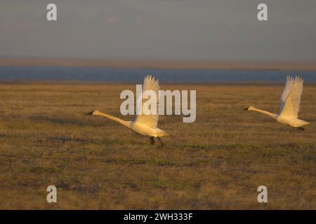 Tundra-Schwäne Cygnus columbianus oder Pfeifschwan im Flug Arctic National Wildlife Refuge Alaska Stockfoto