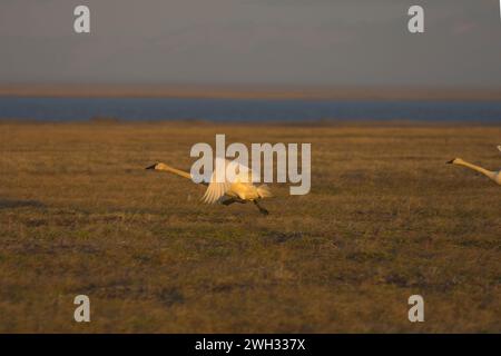 Tundra-Schwäne Cygnus columbianus oder Pfeifschwan im Flug Arctic National Wildlife Refuge Alaska Stockfoto