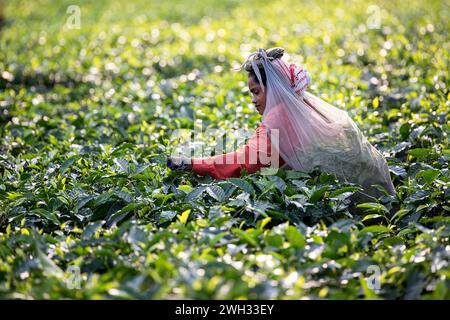 Indische Frau pflückt Teeblätter und steckt sie in einen Beutel voller Teeblätter, der auf dem Kopf auf einer Teeplantage in der Nähe von Dibrugarh, Assam, Indien Stockfoto