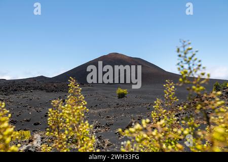Vulkanlandschaft an sonnigen Tagen auf Teneriffa. Bäume, die mitten in einem schwarzen Lavafeld wachsen. Vulkan Chinyero. Teneriffa, Kanarische Inseln, Spanien. Stockfoto