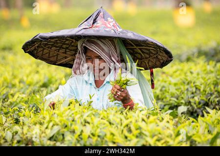 Einheimische Frau mit traditionellem Hut, die auf einer Teeplantage arbeitet, ihre Arbeit, die Teeblätter auf einer riesigen Teeplantage in der Nähe von Dibrugarh in Assam, Indien pflückt Stockfoto