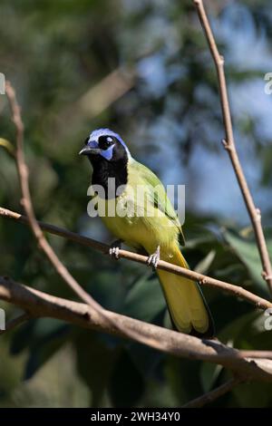 Green jay (Cyanocorax luxuosus) liegt auf einer Zweigstelle im Bentsen-Rio Grande Valley State Park, Texas, USA Stockfoto