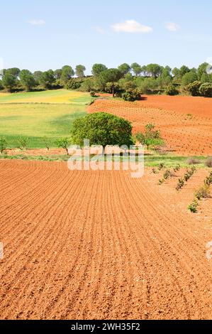 Anbau Feld. Cuenca Provinz, Castilla La Mancha, Spanien. Stockfoto