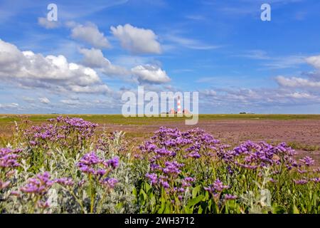 Lavendel in Blüte und Leuchtturm Westerheversand bei Westerhever, Halbinsel Eiderstedt, Nationalpark Wattenmeer, Nordfriesland, Deutschland Stockfoto