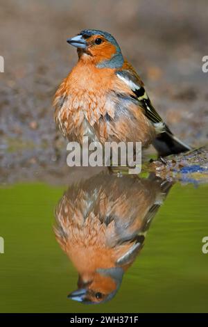 Männliche Kaffinchen (Fringilla coelebs) zeigen nasse Federn nach dem Baden in flachem Wasser aus Teich/Nickel Stockfoto