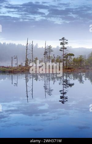 Moor mit Schottenkiefern, die sich im Wasser des Teichs im Knuthöjdsmossen spiegeln, Naturschutzgebiet bei Hällefors, Örebro län, Västmanland, Schweden Stockfoto