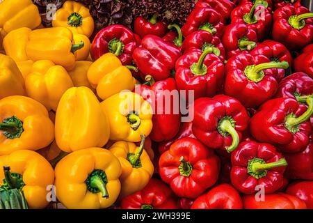 Rote und gelbe Paprika werden auf dem Marktstand gezeigt, damit die Kunden sie sehen können. Leuchtende und lebendige Farben. Stockfoto