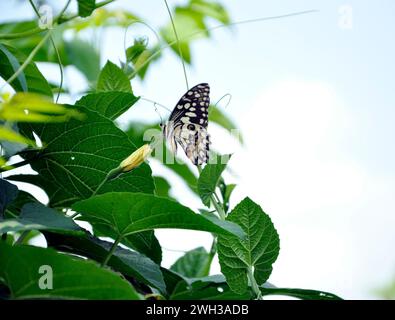 Ein Schmetterling, der sich von wunderschönen Wildblumen ernährt, die in einem Garten in einem ländlichen Dorf in Bangladesch wachsen. Stockfoto