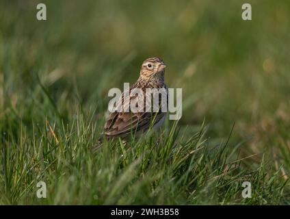 Eine detaillierte Aufnahme einer Skylark (Alauda arvensis), die ihr gestreiftes Gefieder zeigt. Saß auf einer grasbewachsenen Bank am Rande eines landwirtschaftlichen Feldes. Suffolk, Großbritannien. Stockfoto