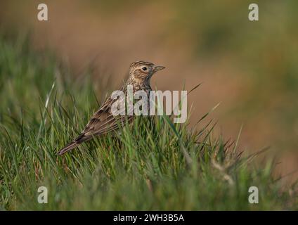 Eine detaillierte Aufnahme einer Skylark (Alauda arvensis), die ihr gestreiftes Gefieder zeigt. Auf dem Grasufer am Rande eines landwirtschaftlichen Feldes. Suffolk, Großbritannien. Stockfoto