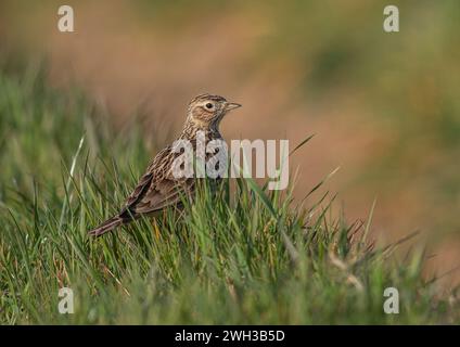 Eine detaillierte Aufnahme einer Skylark (Alauda arvensis), die ihr gestreiftes Gefieder zeigt. Auf dem Grasufer am Rande eines landwirtschaftlichen Feldes. Suffolk, Großbritannien. Stockfoto