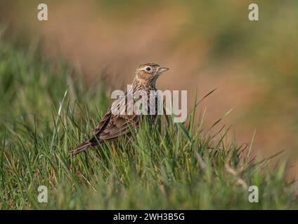 Eine detaillierte Aufnahme einer Skylark (Alauda arvensis), die ihr gestreiftes Gefieder zeigt. Auf dem Grasufer am Rande eines landwirtschaftlichen Feldes. Suffolk, Großbritannien. Stockfoto