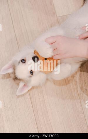 Boulogne Billancourt, Frankreich. Februar 2024. Der Yoga-Kurs während des Spiels mit Welpen Spaß und entspannende Puppy Yoga Paris-Kurse sind ein einzigartiges Erlebnis und bieten die Möglichkeit, Welpen, die nach einer Familie suchen, zu treffen, während sie Ihr Zen finden. Welpen Yoga gilt als förderlich für die geistige und körperliche Gesundheit. Es ist ein einzigartiges und angenehmes Erlebnis für Hündchenliebhaber und Yoga-Enthusiasten am 07. Februar 2024 in Boulogne Billancourt, Frankreich. @Puppy Yoga paris. Foto: Marie Hubert Psaila/ABACAPRESS.COM Credit: Abaca Press/Alamy Live News Stockfoto