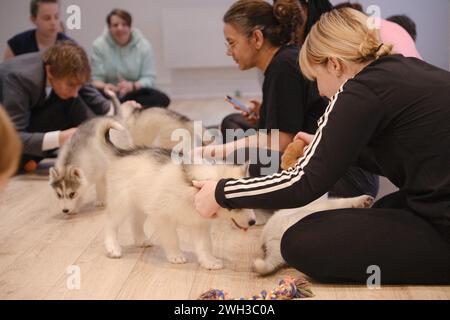 Boulogne Billancourt, Frankreich. Februar 2024. Der Yoga-Kurs während des Spiels mit Welpen Spaß und entspannende Puppy Yoga Paris-Kurse sind ein einzigartiges Erlebnis und bieten die Möglichkeit, Welpen, die nach einer Familie suchen, zu treffen, während sie Ihr Zen finden. Welpen Yoga gilt als förderlich für die geistige und körperliche Gesundheit. Es ist ein einzigartiges und angenehmes Erlebnis für Hündchenliebhaber und Yoga-Enthusiasten am 07. Februar 2024 in Boulogne Billancourt, Frankreich. @Puppy Yoga paris. Foto: Marie Hubert Psaila/ABACAPRESS.COM Credit: Abaca Press/Alamy Live News Stockfoto