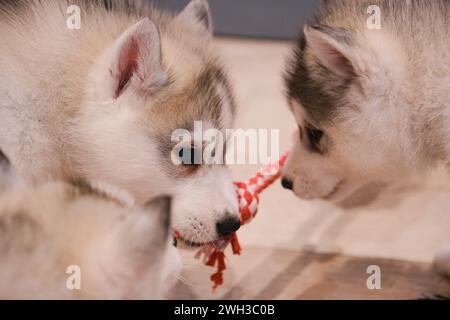 Boulogne Billancourt, Frankreich. Februar 2024. Der Yoga-Kurs während des Spiels mit Welpen Spaß und entspannende Puppy Yoga Paris-Kurse sind ein einzigartiges Erlebnis und bieten die Möglichkeit, Welpen, die nach einer Familie suchen, zu treffen, während sie Ihr Zen finden. Welpen Yoga gilt als förderlich für die geistige und körperliche Gesundheit. Es ist ein einzigartiges und angenehmes Erlebnis für Hündchenliebhaber und Yoga-Enthusiasten am 07. Februar 2024 in Boulogne Billancourt, Frankreich. @Puppy Yoga paris. Foto: Marie Hubert Psaila/ABACAPRESS.COM Credit: Abaca Press/Alamy Live News Stockfoto