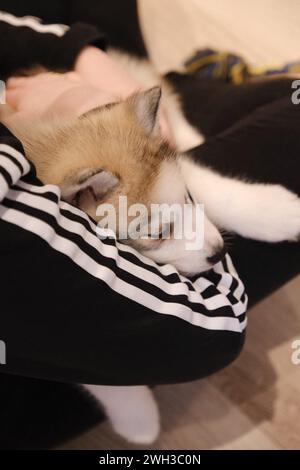 Boulogne Billancourt, Frankreich. Februar 2024. Der Yoga-Kurs während des Spiels mit Welpen Spaß und entspannende Puppy Yoga Paris-Kurse sind ein einzigartiges Erlebnis und bieten die Möglichkeit, Welpen, die nach einer Familie suchen, zu treffen, während sie Ihr Zen finden. Welpen Yoga gilt als förderlich für die geistige und körperliche Gesundheit. Es ist ein einzigartiges und angenehmes Erlebnis für Hündchenliebhaber und Yoga-Enthusiasten am 07. Februar 2024 in Boulogne Billancourt, Frankreich. @Puppy Yoga paris. Foto: Marie Hubert Psaila/ABACAPRESS.COM Credit: Abaca Press/Alamy Live News Stockfoto