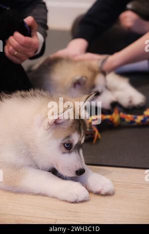 Boulogne Billancourt, Frankreich. Februar 2024. Der Yoga-Kurs während des Spiels mit Welpen Spaß und entspannende Puppy Yoga Paris-Kurse sind ein einzigartiges Erlebnis und bieten die Möglichkeit, Welpen, die nach einer Familie suchen, zu treffen, während sie Ihr Zen finden. Welpen Yoga gilt als förderlich für die geistige und körperliche Gesundheit. Es ist ein einzigartiges und angenehmes Erlebnis für Hündchenliebhaber und Yoga-Enthusiasten am 07. Februar 2024 in Boulogne Billancourt, Frankreich. @Puppy Yoga paris. Foto: Marie Hubert Psaila/ABACAPRESS.COM Credit: Abaca Press/Alamy Live News Stockfoto