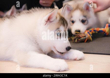 Boulogne Billancourt, Frankreich. Februar 2024. Der Yoga-Kurs während des Spiels mit Welpen Spaß und entspannende Puppy Yoga Paris-Kurse sind ein einzigartiges Erlebnis und bieten die Möglichkeit, Welpen, die nach einer Familie suchen, zu treffen, während sie Ihr Zen finden. Welpen Yoga gilt als förderlich für die geistige und körperliche Gesundheit. Es ist ein einzigartiges und angenehmes Erlebnis für Hündchenliebhaber und Yoga-Enthusiasten am 07. Februar 2024 in Boulogne Billancourt, Frankreich. @Puppy Yoga paris. Foto: Marie Hubert Psaila/ABACAPRESS.COM Credit: Abaca Press/Alamy Live News Stockfoto