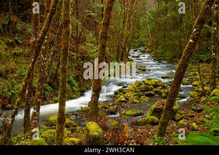 Wright Creek entlang der Umpqua River National Recreation Trail, Rogue-Umpqua National Scenic Byway, Umpqua National Forest, Oregon Stockfoto