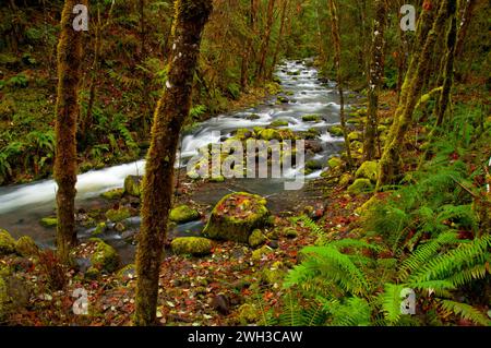 Wright Creek entlang der Umpqua River National Recreation Trail, Rogue-Umpqua National Scenic Byway, Umpqua National Forest, Oregon Stockfoto