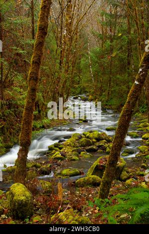 Wright Creek entlang der Umpqua River National Recreation Trail, Rogue-Umpqua National Scenic Byway, Umpqua National Forest, Oregon Stockfoto