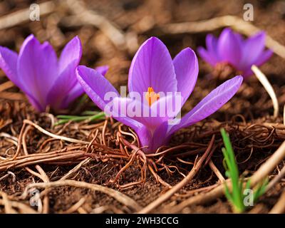 Zarte violette Safran-Krokusblüten. Stock Vektor