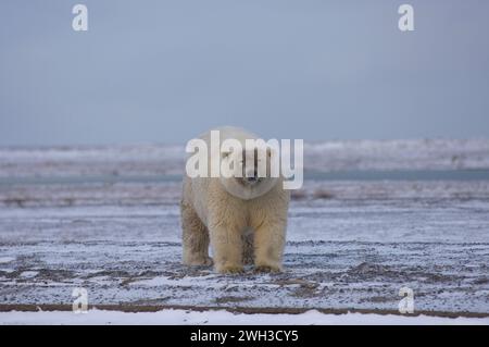 Eisbär Grizzlybär Hybrid, Ursus maritimus, die Form des Nackens und des Körpers dieses Bären ist ein Geschenk für seinen kurzen Hals ANWR Arctic Alaska Stockfoto