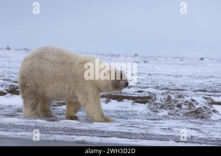 Eisbär Grizzlybär Hybrid, Ursus maritimus, die Form des Nackens und des Körpers dieses Bären ist ein Geschenk für seinen kurzen Hals ANWR Arctic Alaska Stockfoto