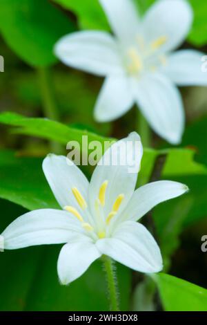 Bräute (Clintonia uniflora) entlang des Tokekee Falls Trail, Umpqua National Forest, Rogue-Umpqua National Scenic Byway, Oregon Stockfoto