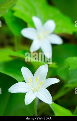 Bräute (Clintonia uniflora) entlang des Tokekee Falls Trail, Umpqua National Forest, Rogue-Umpqua National Scenic Byway, Oregon Stockfoto