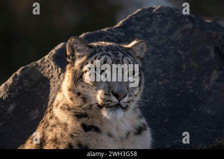 Northumberland Zoo, Northumberland, ENGLAND, Großbritannien, Ein Schneeleoparden im Northumberland Zoo. Stellen Sie Sich Phil Wilkinson Vor Stockfoto