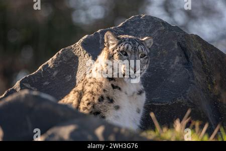 Northumberland Zoo, Northumberland, ENGLAND, Großbritannien, Ein Schneeleoparden im Northumberland Zoo. Stellen Sie Sich Phil Wilkinson Vor Stockfoto