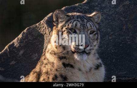 Northumberland Zoo, Northumberland, ENGLAND, Großbritannien, Ein Schneeleoparden im Northumberland Zoo. Stellen Sie Sich Phil Wilkinson Vor Stockfoto