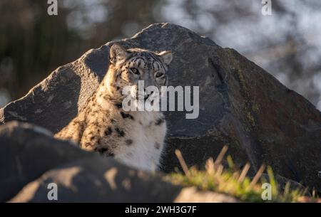 Northumberland Zoo, Northumberland, ENGLAND, Großbritannien, Ein Schneeleoparden im Northumberland Zoo. Stellen Sie Sich Phil Wilkinson Vor Stockfoto