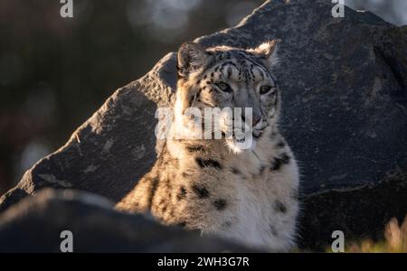 Northumberland Zoo, Northumberland, ENGLAND, Großbritannien, Ein Schneeleoparden im Northumberland Zoo. Stellen Sie Sich Phil Wilkinson Vor Stockfoto