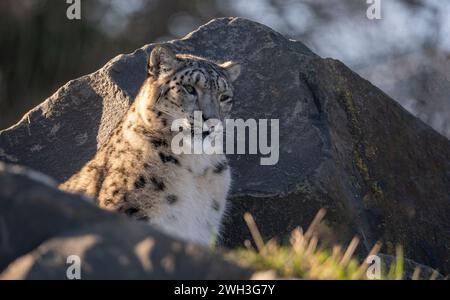 Northumberland Zoo, Northumberland, ENGLAND, Großbritannien, Ein Schneeleoparden im Northumberland Zoo. Stellen Sie Sich Phil Wilkinson Vor Stockfoto