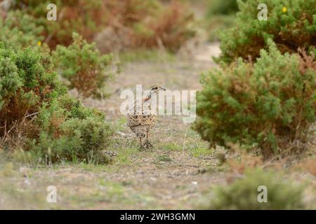 Schwarzer Francolin (Francolinus francolinus), der zwischen den Büschen spaziert. Stockfoto