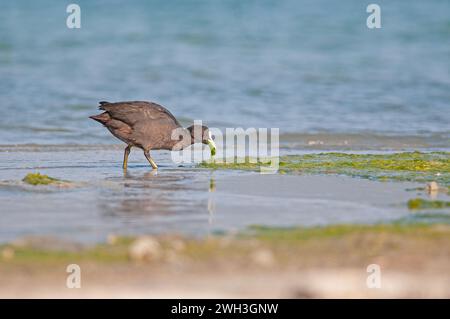 Eurasischer Coot (Fulica atra), der sich von Algen am See ernährt. Stockfoto