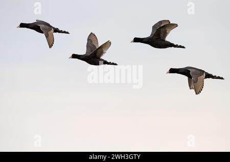 Eurasischer Coot (Fulica atra) fliegt in einer Gruppe am Himmel. Stockfoto