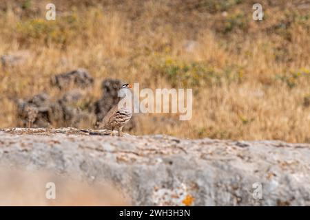 Siehe Partridge (Ammoperdix griseogularis) auf Felsen. Stockfoto