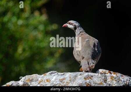 Chukar Rebhühner (Alectoris chukar) auf dem Felsen. Stockfoto