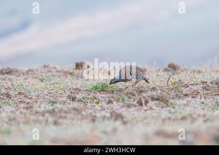 Chukar Rebhühner (Alectoris chukar) füttern auf dem Feld. Stockfoto