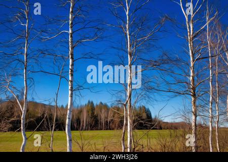 ZEITGENÖSSISCHE KUNST: Silberbirken (Gattung Betula) in der Bucher Laichfilze (Moor) bei Bichl, Oberbayern Stockfoto