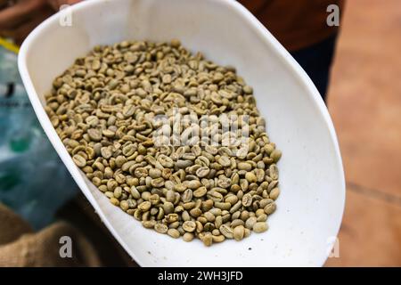 Selektiver Arabica-Kaffee, grüne Samen in weißem Plastiklöffel, Nahaufnahme mit selektivem Fokus Stockfoto